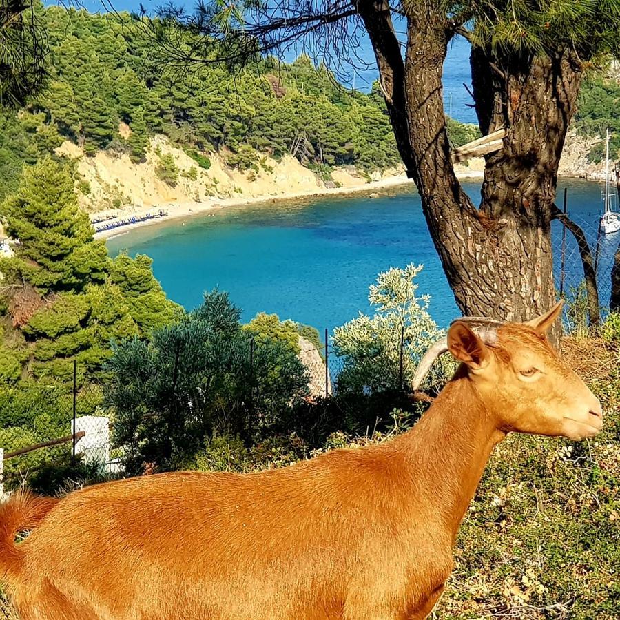 Mando Beachfront Stafylos Luaran gambar